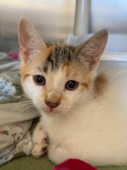 Cardinal -  Domestic Short Hair Cat for Adoption in Pomona, New York - Cardinal | PetCurious