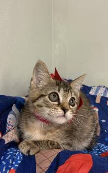 Muffin -  Domestic Short Hair Cat for Adoption in Picayune, Mississippi - Muffin | PetCurious