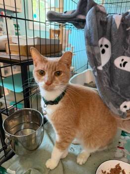 Kenny -  Domestic Short Hair Cat for Adoption in Warren, Ohio - Kenny | PetCurious