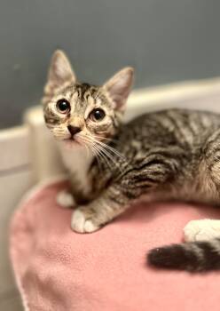 Rescue Domestic Short Hair Cats for Adoption in Philadelphia, Pennsylvania - Lucy | PetCurious