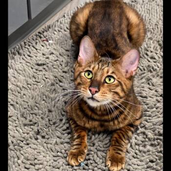 Marks - City of Industry Location -  Toyger Cat for Adoption in Chino Hills, California - Marks - City Of Industry Location | PetCurious