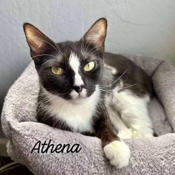 Athena -  Domestic Short Hair Cat for Adoption in Clayton, California - Athena | PetCurious