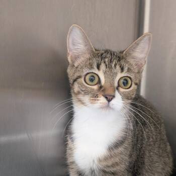 Thing#2 -  Domestic Short Hair Cat for Adoption in Sand Springs, Oklahoma - Thing#2 | PetCurious