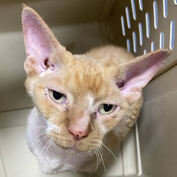 Rescue Devon Rex Cats for Adoption in Allentown, Pennsylvania - Chester Cheetah | PetCurious