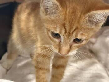 LENNY -  Domestic Short Hair Cat for Adoption in Charlotte, North Carolina - LENNY | PetCurious