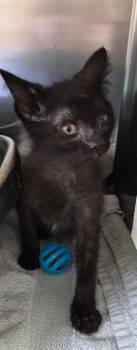 Ashley -  Domestic Short Hair Cat for Adoption in Tomah, Wisconsin - Ashley | PetCurious