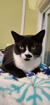 Domestic Short Hair Cats Available for Adoption - Sylvia AT Petsmart Epping | PetCurious