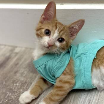Lee -  Domestic Short Hair Cat for Adoption in Jupiter, Florida - Lee | PetCurious