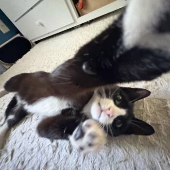 Domestic Short Hair Cats Available for Adoption in Westport, Connecticut - Rose | PetCurious