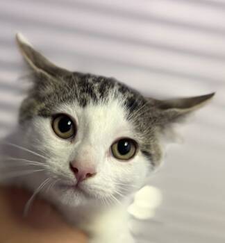 Rescue Domestic Short Hair Cats for Adoption in Vienna, Ontario - Nacho | PetCurious