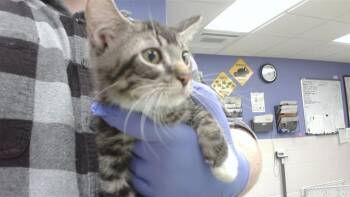 APOLLO -  Domestic Short Hair Cat for Adoption in Omaha, Nebraska - APOLLO | PetCurious