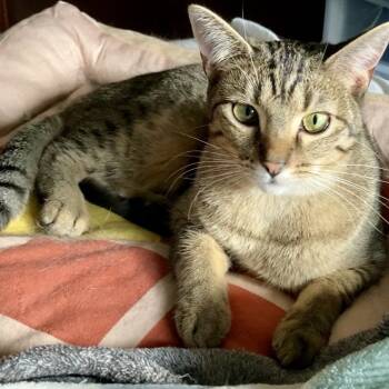 Rescue Domestic Short Hair Cats for Adoption in Kansas City, Missouri - Noelle | PetCurious