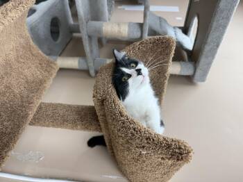 Domestic Short Hair Cats Available for Adoption in Greece, New York - Sylvester | PetCurious