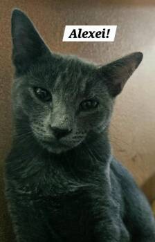 Alexei -  Domestic Short Hair Cat for Adoption in San Antonio, Texas - Alexei | PetCurious