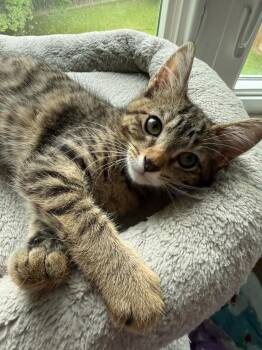 Athena -  Domestic Short Hair Cat for Adoption in Urbandale, Iowa - Athena | PetCurious