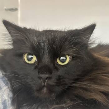 Izzy -  Domestic Medium Hair Cat for Adoption in Park City, Utah - Izzy | PetCurious
