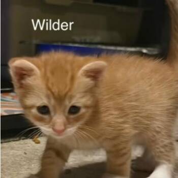 Wilder Lichens -  Domestic Short Hair Cat for Adoption in Woodstock, Virginia - Wilder Lichens | PetCurious