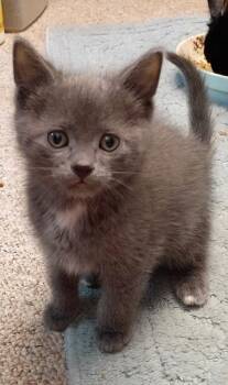 Gummi Bear -  Domestic Short Hair Cat for Adoption in Topeka, Kansas - Gummi Bear | PetCurious