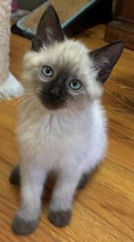 Lennon -  Siamese Cat for Adoption in Kenosha, Wisconsin - Lennon | PetCurious