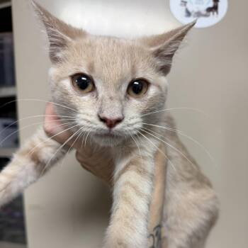 Aja -  Tabby and Domestic Short Hair Cat for Adoption in Columbia, South Carolina - Aja | PetCurious