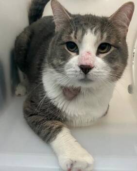 Domestic Short Hair Cats Available for Adoption - Luke | PetCurious