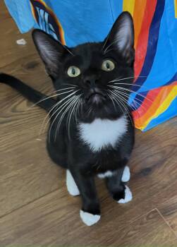 Rescue American Shorthair Cats for Adoption in Allen, Texas - KitKat | PetCurious