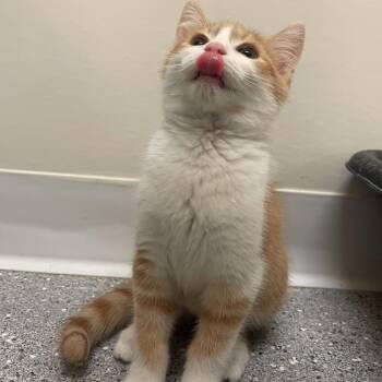 Rescue Domestic Short Hair Cats for Adoption in Indiana, Pennsylvania - Dahlia | PetCurious