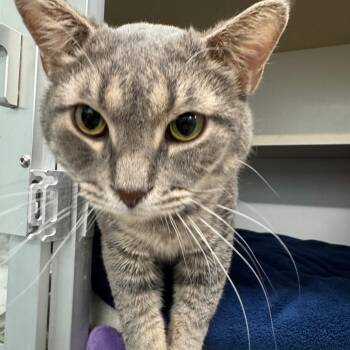 Rescue Domestic Short Hair Cats for Adoption in Wheeling, Illinois - Ramadhi | PetCurious