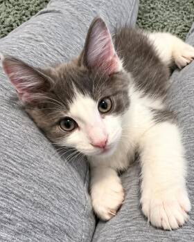 Kitten Cedar -  Domestic Short Hair Cat for Adoption in Cuyahoga Falls, Ohio - Kitten Cedar | PetCurious