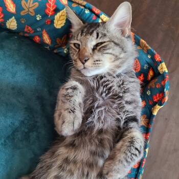 Marzipan -  Domestic Short Hair Cat for Adoption in San Tan Valley, Arizona - Marzipan | PetCurious