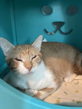 Rescue Domestic Short Hair Cats for Adoption in Poughkeepsie, New York - Yara | PetCurious