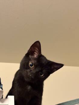 Rescue Domestic Short Hair Cats for Adoption - Gus | PetCurious