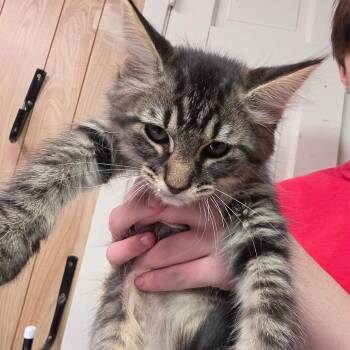 Nicky -  Domestic Short Hair Cat for Adoption in Leander, Texas - Nicky | PetCurious