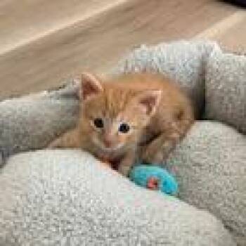 Moe -  Domestic Short Hair Cat Available for Adoption in Lake Panasoffkee, Florida - Moe | PetCurious