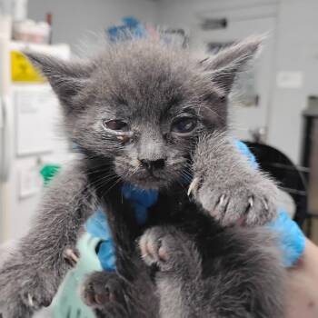 K-Swiss -  Domestic Short Hair Cat for Adoption in Summerville, South Carolina - K-Swiss | PetCurious