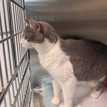 Lovey -  Domestic Short Hair Cat for Adoption in Clearwater, Florida - Lovey | PetCurious