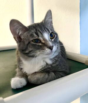 Rescue Domestic Short Hair and Tabby Cats for Adoption in Fargo, North Dakota - Sparrow | PetCurious