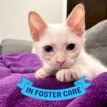 DOPEY -  Domestic Short Hair Cat for Adoption in Tallahassee, Florida - DOPEY | PetCurious