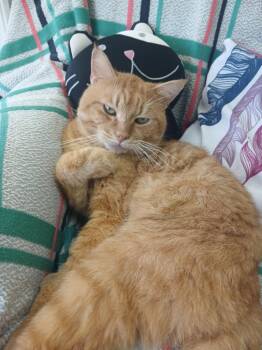 Timba -  Domestic Short Hair Cat for Adoption in Markham, Ontario - Timba | PetCurious