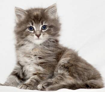 Rya -  Domestic Medium Hair and Dilute Tortoiseshell Cat for Adoption in Washburn, Wisconsin - Rya | PetCurious