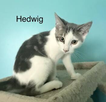 Hedwig -  Domestic Short Hair Cat for Adoption in Sunrise, Florida - Hedwig | PetCurious