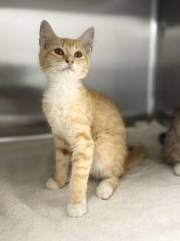 Clarabelle -  Domestic Short Hair Cat for Adoption in Pawleys Island, South Carolina - Clarabelle | PetCurious