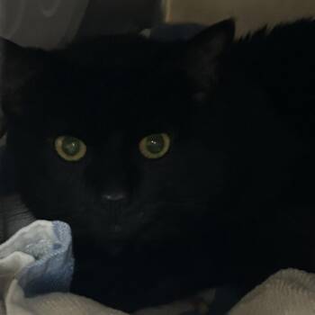 Panther -  Domestic Short Hair Cat for Adoption in Newark, New Jersey - Panther | PetCurious