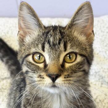 Ziggy -  Domestic Short Hair Cat for Adoption in Jefferson, Wisconsin - Ziggy | PetCurious