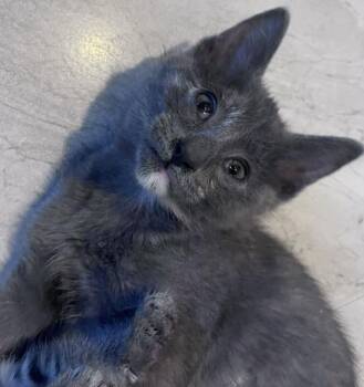 ISABELLE -  Domestic Short Hair Cat for Adoption in Camarillo, California - ISABELLE | PetCurious