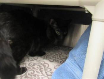 Domestic Short Hair Cats Available for Adoption in Derwood, Maryland - JULIO | PetCurious