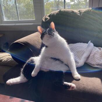 Smudge -  Domestic Short Hair Cat for Adoption in Lynchburg, Virginia - Smudge | PetCurious
