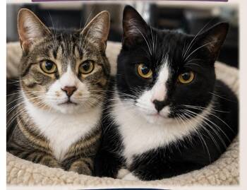 Oreo and Reese -  American Shorthair Cat for Adoption in Medford, Massachusetts - Oreo And Reese | PetCurious