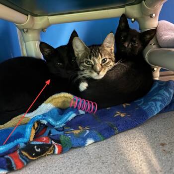 Rescue Domestic Short Hair Cats for Adoption in Milan, Pennsylvania - Candyland | PetCurious