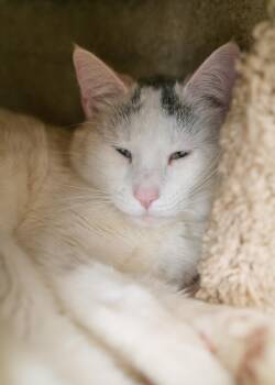 Domestic Short Hair Cats Available for Adoption in Boise, Idaho - Alvin | PetCurious